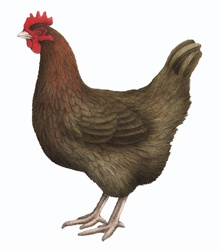 Brown hen on white background