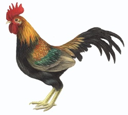 Multi colored rooster on white background
