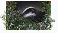 Badger in grass