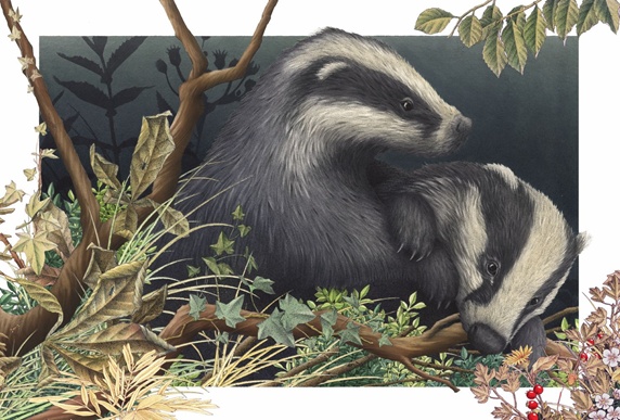 Badgers in grass