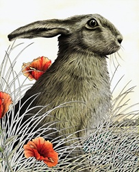 Hare (Lepus europaeus) sitting in grass and poppies