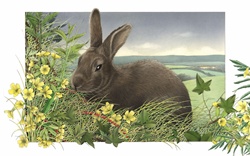 Hare in meadow