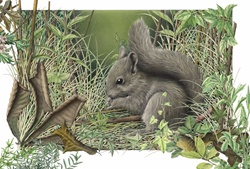 Squirrel foraging in grass