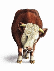 Front view of snorting Hereford bull on white background