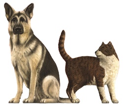 Dog and Cat'