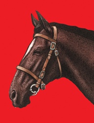 Close-up of horse on red background