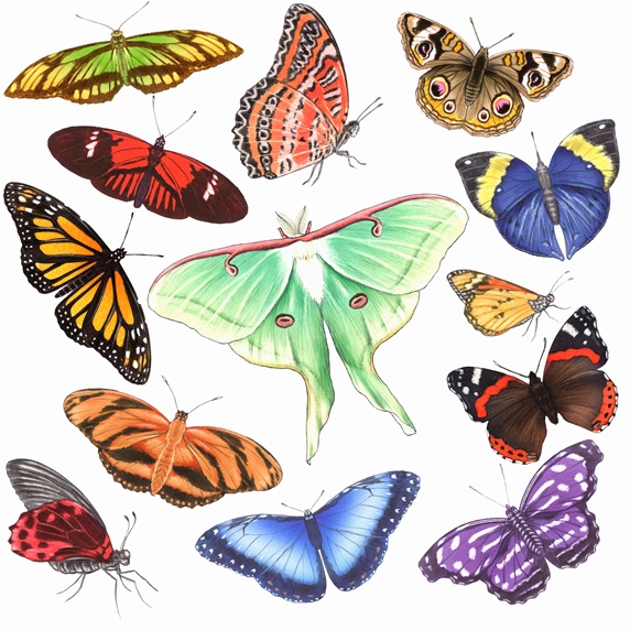 Various multicolor butterflies on white background