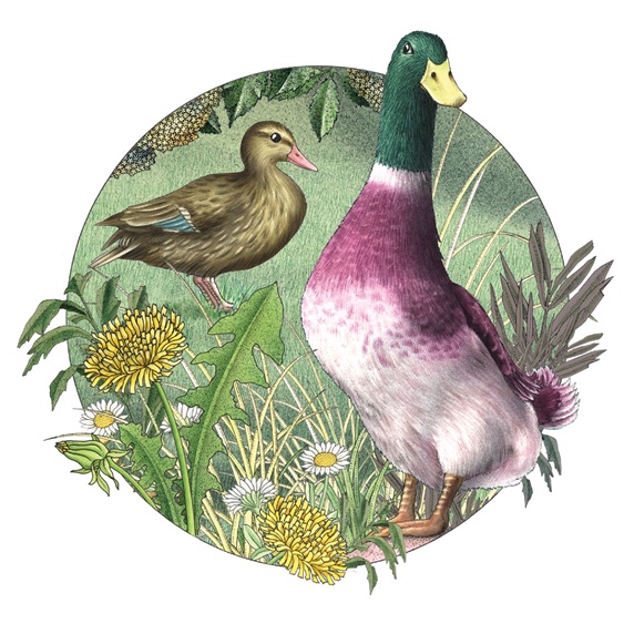 Duck and goose in standing in meadow
