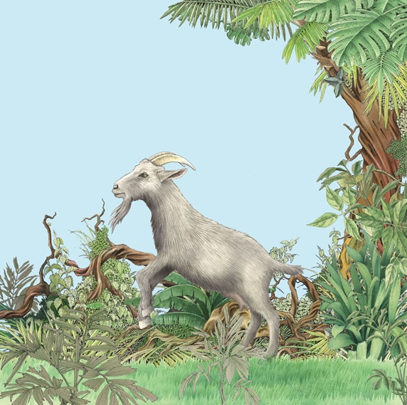 View of goat in wild