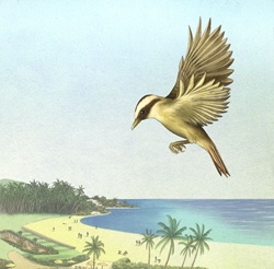 Bird with sea and beach in background