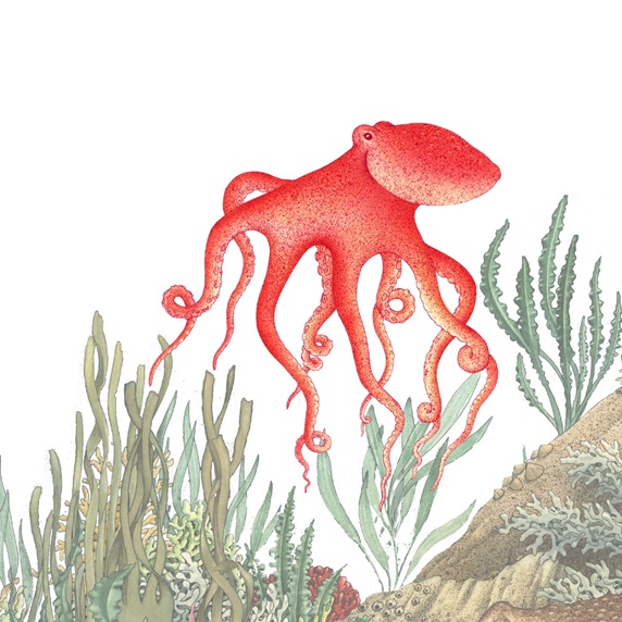 Red octopus under water