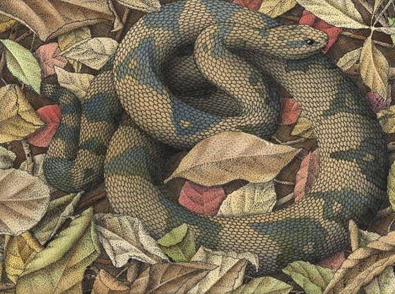 Snake in autumn leaves