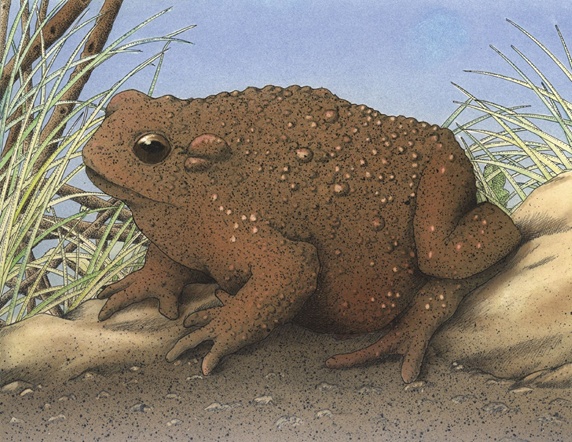 Close-up view of toad