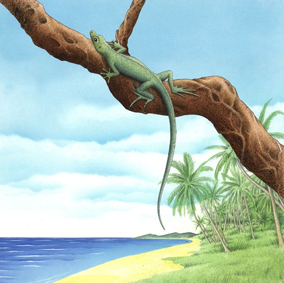 Lizard on branch by sea