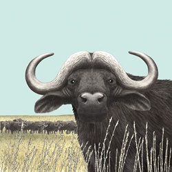 Portrait of Cape Buffalo in field