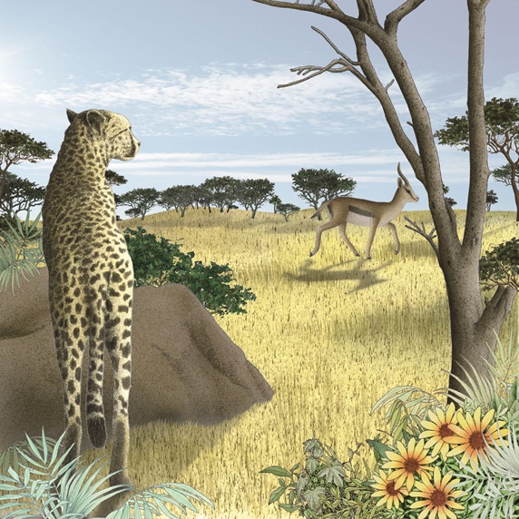 Cheetah watching antelope