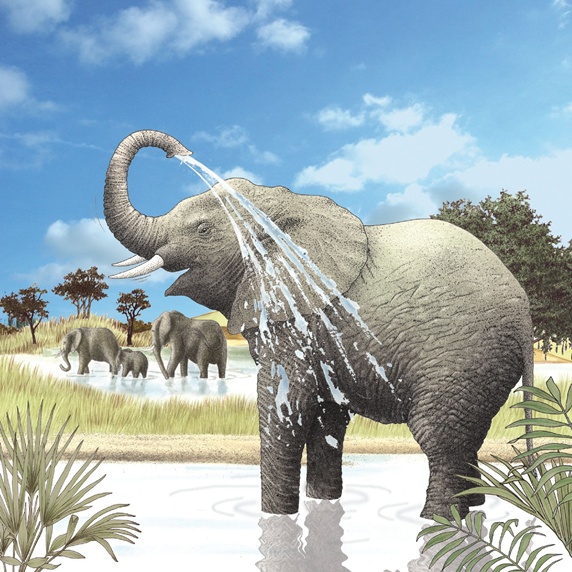 Elephant spraying water on back