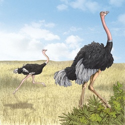Ostrich running in field