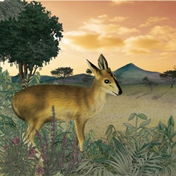 Young antelope on safari at sunset