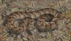Snake in autumnal leaves