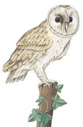 Owl perching on tree stump