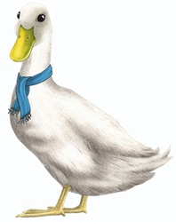 Goose with blue scarf on white