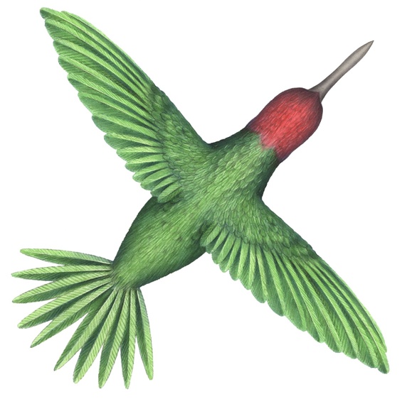 Green and red bird flying