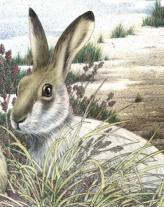 Illustration of brown hare sitting in meadow