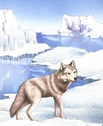Illustration of wolf walking on ice