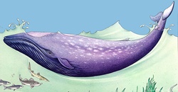 Blue whale (Balaenoptera musculus) splashing in ocean