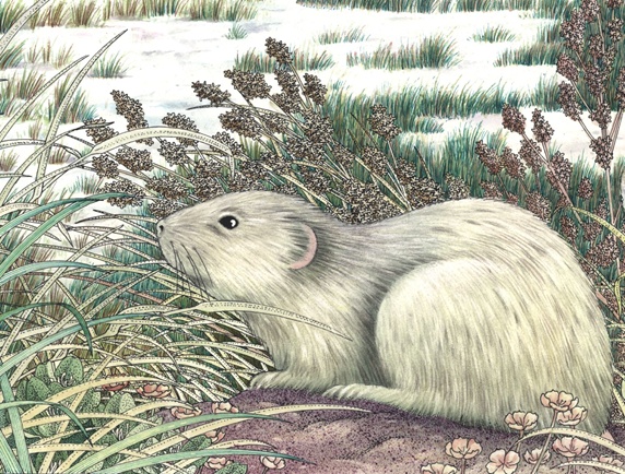 Illustration of rat in meadow