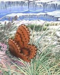 Illustration of butterfly in meadow