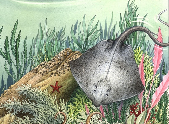 Illustration of ray fish in sea