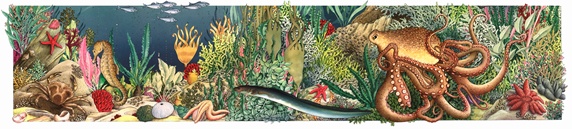 Lush seabed with variety of plants and animals