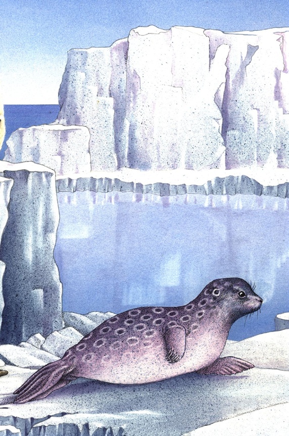 Illustration of seal lying on ice