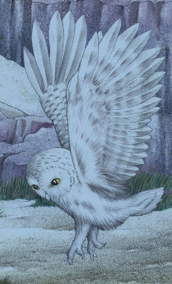 Illustration of white owl