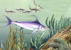 Illustration of sword fish