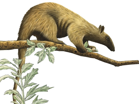 Illustration of anteater