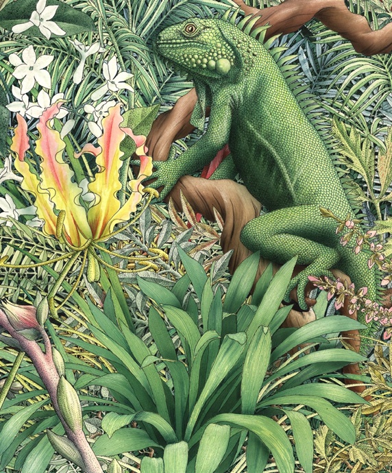 Illustration of green iguana