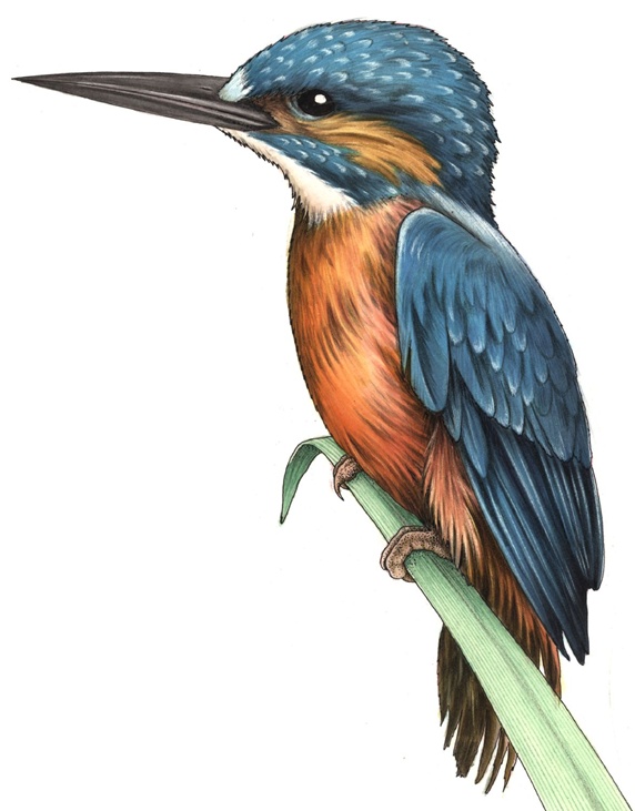 Illustration of colorful bird