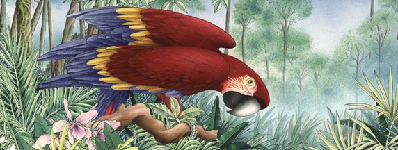 Illustration of Scarlet Macaw