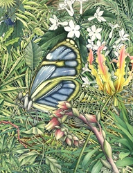 Illustration of butterfly in meadow