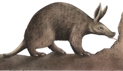 Illustration of anteater