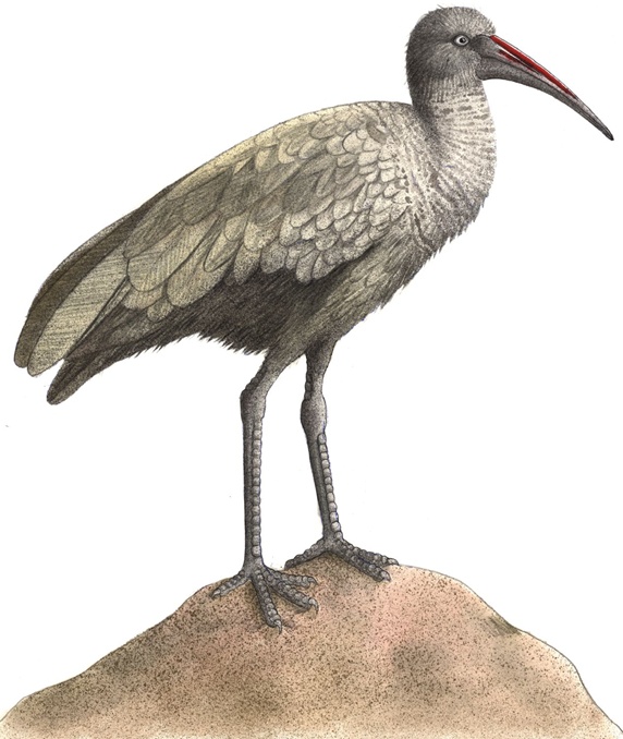 Illustration of grey bird