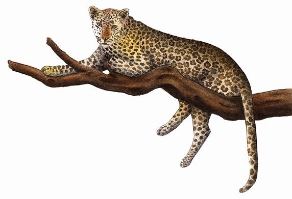 Leopard (Panthera pardus) relaxing on branch