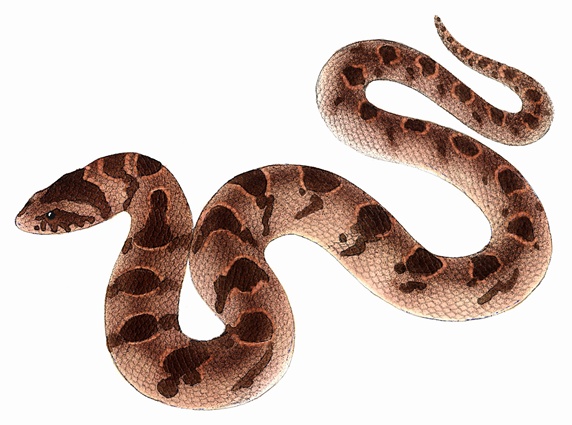 Snake on white background