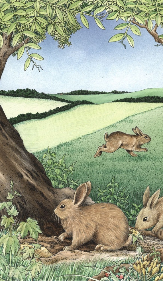 Illustration of brown hares in meadow