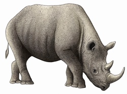 Black rhinoceros (Diceros bicornis) on white background