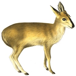 Illustration of young animal