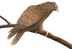 Illustration of tawny eagle
